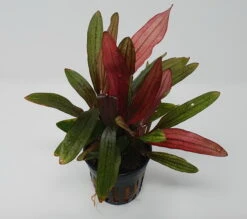 Rote Miracle Schwertpflanze / Echinodorus Miracle - Seltener Neuling