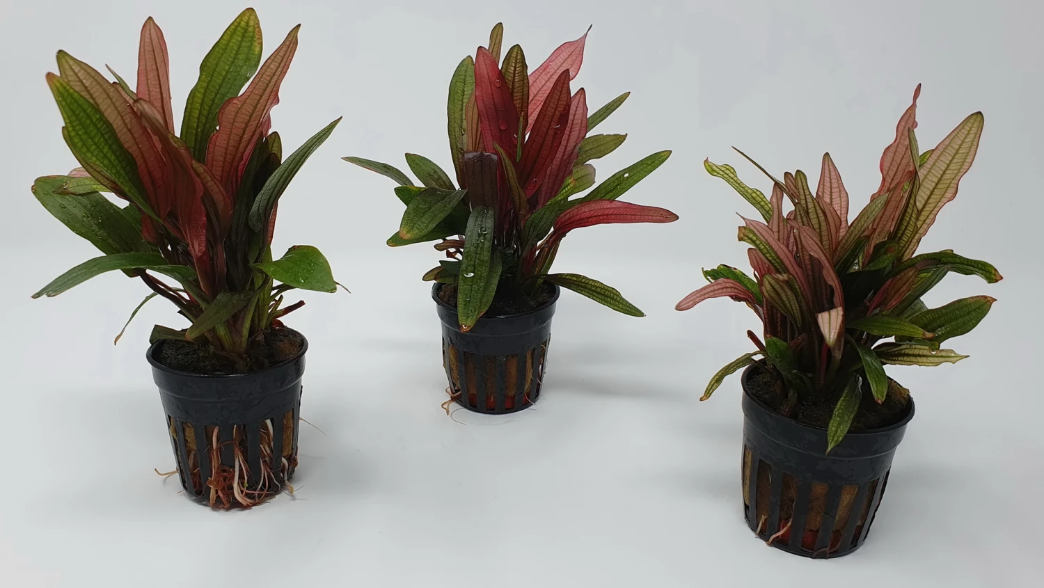 Rote Miracle Schwertpflanze / Echinodorus Miracle - Seltener Neuling – Bild 2