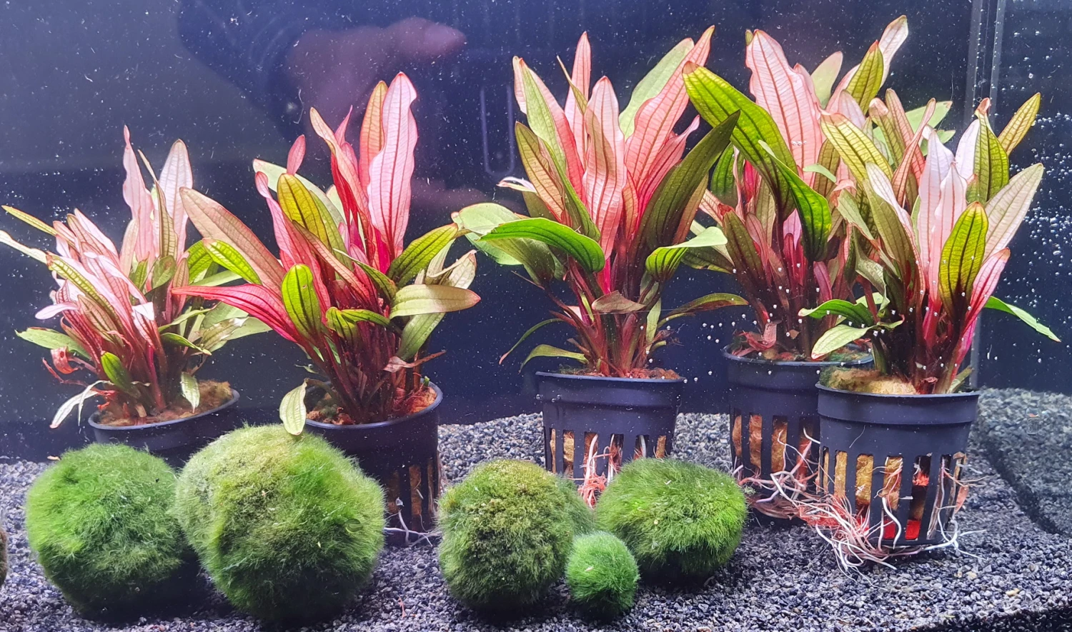 Rote Miracle Schwertpflanze / Echinodorus Miracle - Seltener Neuling – Bild 3