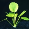 Großer Froschlöffel / Echinodorus Cordifolius - Radicans