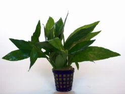 Grünes Cichlidenkraut / Justicia Sp. Gendarossa - Gendarussa