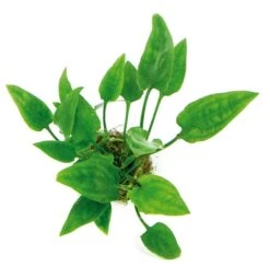 Herzblattwasserkelch / Cryptocoryne Pontederifolia (pontederiifolia)