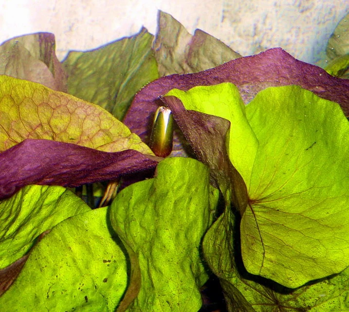 Kleinblättrige Zwerg-Seerose / Nymphaea Minuta Eine RARITÄT! – Bild 2