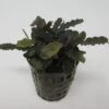 Bucephalandra Spec. ´Biblis Red´ Im Topf ***RARITÄT***