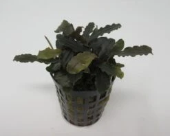 Bucephalandra Spec. ´Biblis Red´ Im Topf ***RARITÄT***