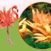 Dennerle InVitro Flamingo Wasserkelch / Cryptocoryne Spec.'Flamingo'