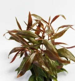 Mini-Papageienblatt Im Topf / Alternanthera Reineckii Mini