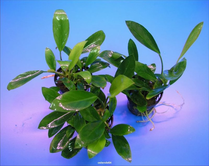 Schmalblättrige Anubias / Anubias Lanceolata – Bild 2