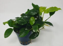 Mehrtriebige Exemplare Zwergspeerblatt / Anubias Nana