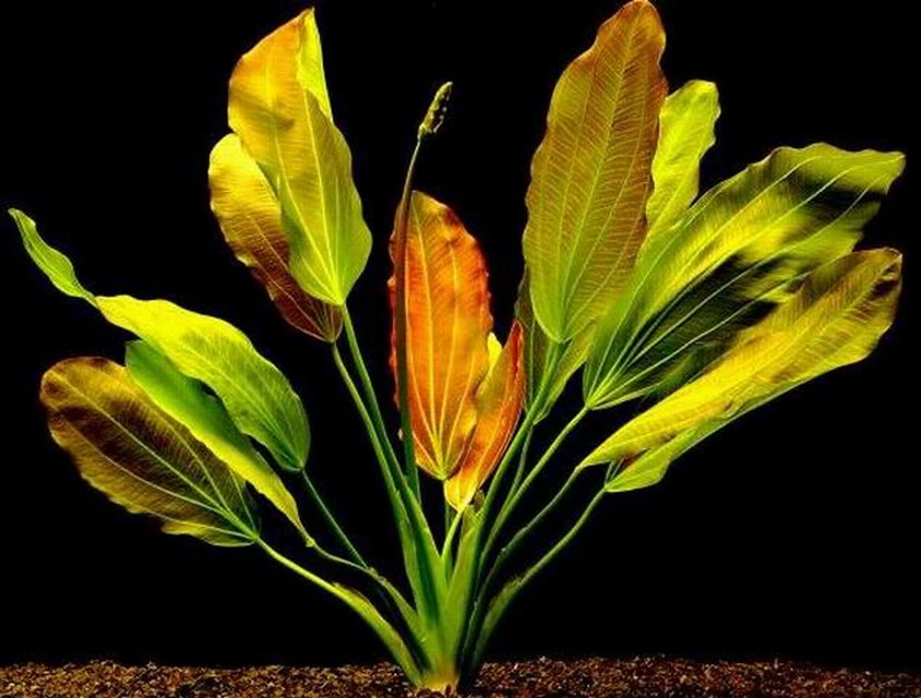 Rötliche Amazonas-Schwertpflanze / Echinodorus Osiris Rubra