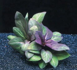 Kardinalslobelie / Lobelia Cardinalis Im Topf