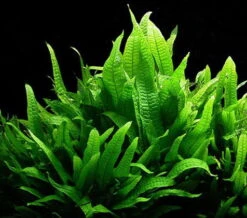 Javafarn / Microsorum Pteropus, Barschfest