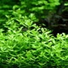 XL In-Vitro Kleines Fettblatt - Brahmi / Bacopa Monnieri