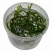 In-Vitro Trugkölbchen / Heteranthera Zosterifolia