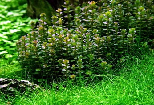 In-Vitro Bonsai Rotala / Rotala 'Bonsai'