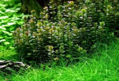 XL In-Vitro Bonsai Rotala / Rotala 'Bonsai' Im XL-Cup