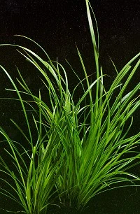 XL In-Vitro Helfers Zyperngras / Cyperus Helferi