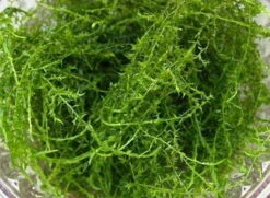 In-Vitro Stringy Moos / Leptodictyum Riparium