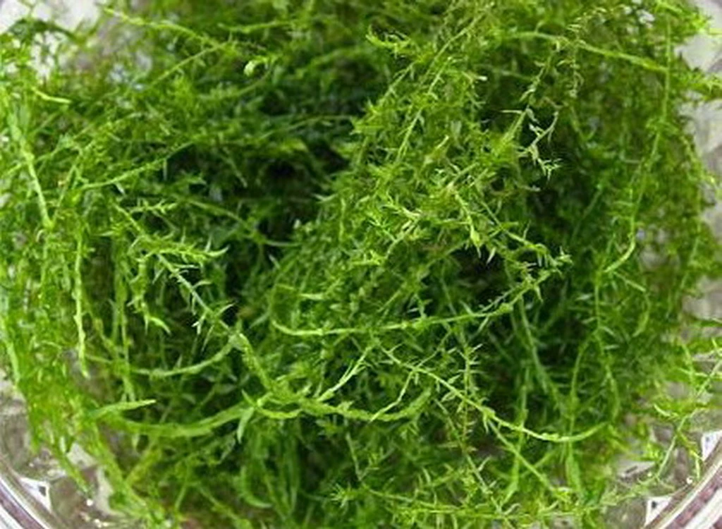 In-Vitro Stringy Moos / Leptodictyum Riparium