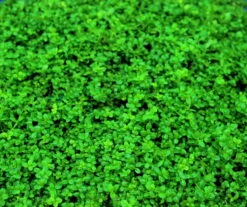 XL In-Vitro Kuba Zwerg-Perlenkraut / Hemianthus Callitrichoides CUBA, Kurz Hcc