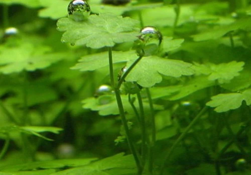 XL In-Vitro Hydrocotyle Tripartita Sp. 'Japan' Im XL-Cup – Bild 2