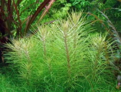 XL In-Vitro Indische Sternpflanze / Pogostemon Erectus