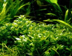 In-Vitro Kriechende Staurogyne / Staurogyne Spec. Repens