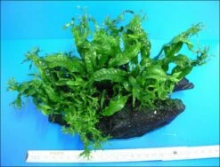 Javafarn Windelov /Microsorum Pteropus Auf Wurzel