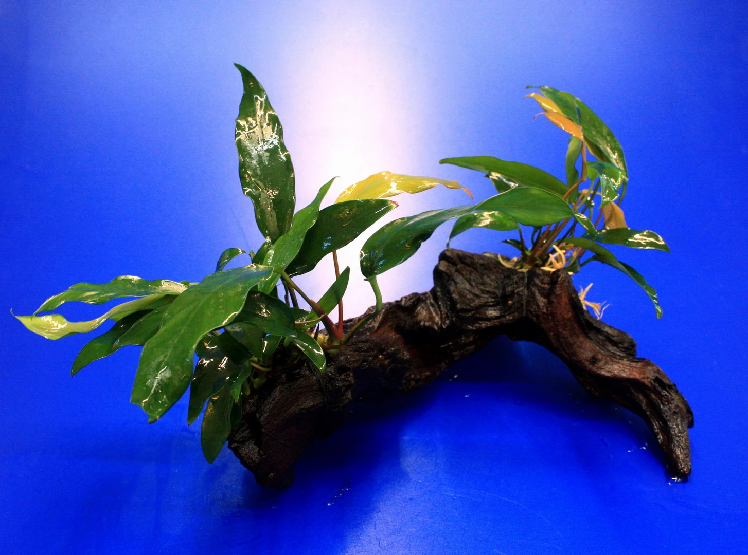 2 X Kleines Speerblatt Auf Schöner Mopani-Wurzel / Anubias Barteri Var. Glabra - Minima