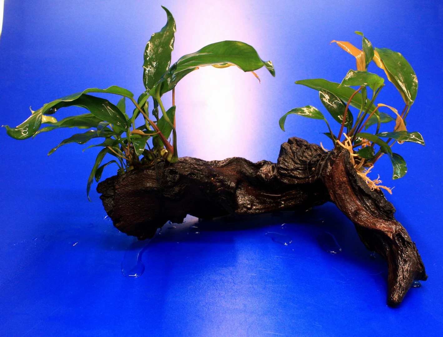 2 X Kleines Speerblatt Auf Schöner Mopani-Wurzel / Anubias Barteri Var. Glabra - Minima – Bild 2