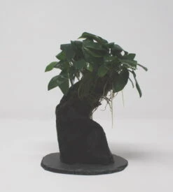 Urwaldbaum KLEIN Mbuna Mit Anubia Nana/Zwergspeerblatt Ca. 20-25 Cm