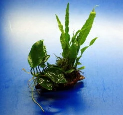 Nano Wood Mit Javafarn, Zwerg-Speerblatt (Anubia) + Javamoos