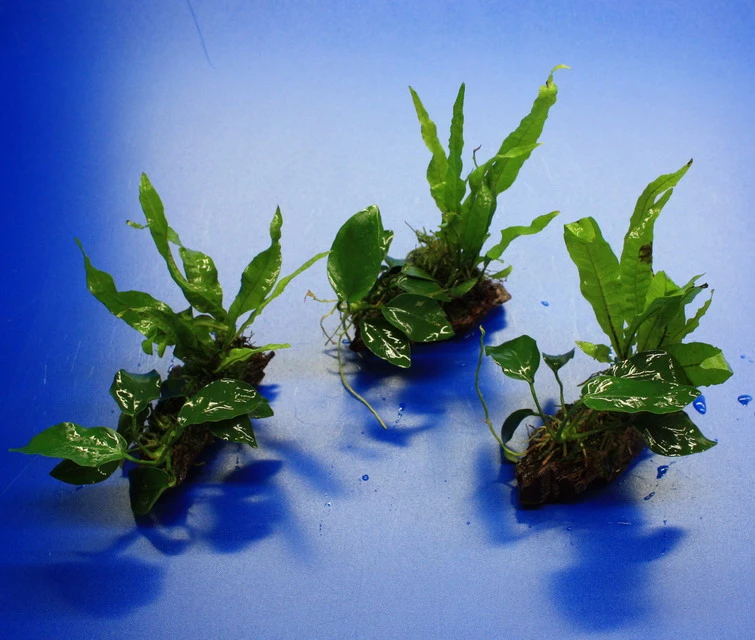 Nano Wood Mit Javafarn, Zwerg-Speerblatt (Anubia) + Javamoos – Bild 2