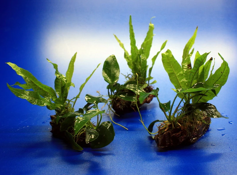 Nano Wood Mit Javafarn, Zwerg-Speerblatt (Anubia) + Javamoos – Bild 3