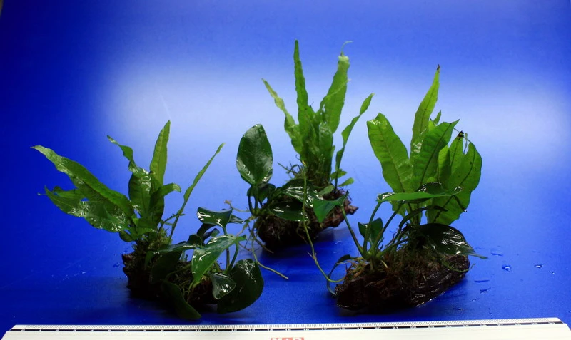 Nano Wood Mit Javafarn, Zwerg-Speerblatt (Anubia) + Javamoos – Bild 4