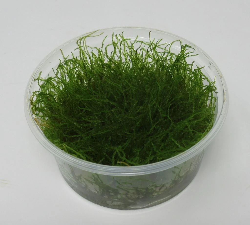 XL In-Vitro Krabi Moss / Vesicularia Montagnei 'Krabi', Moos