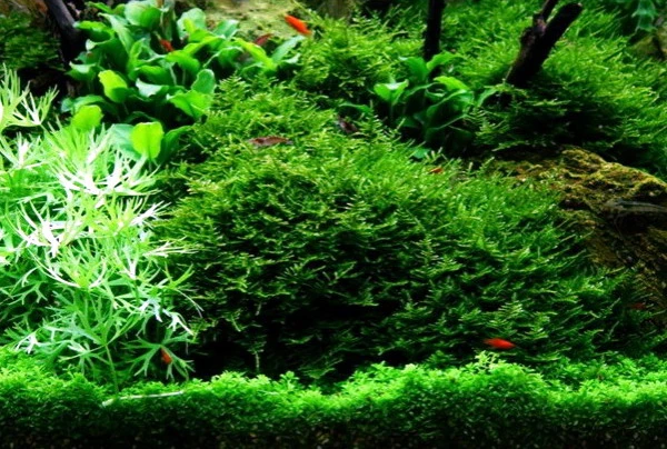 XL In-Vitro Christmas Moss / Vesicularia Dubyana 'Christmas Moss', Moos – Bild 2