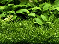 1-2-GROW! Brasilianische Graspflanze / Lilaeopsis Brasiliensis Von TROPICA