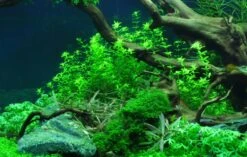 1-2-GROW! Zierliches Perlenkraut / Hemianthus Micranthemoides Von TROPICA