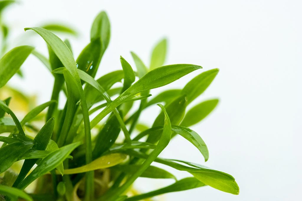 1-2-GROW! Zwerg-Wasserkelch / Cryptocoryne Parva – Bild 3