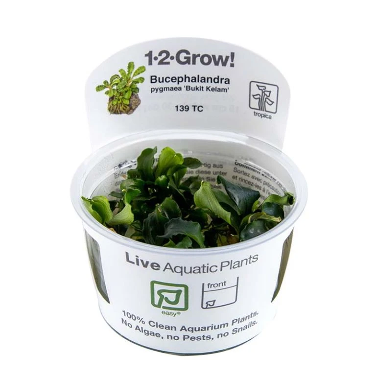 1-2-GROW! Bucephalandra Pygmaea 'Bukit Kelam' Von TROPICA – Bild 2