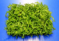 Green-Wall XL Gekräuseltes Javafarn / Microsorum Pt. Windelov Auf Matte Ca. 170x140 Mm