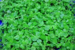 Großes Perlenkraut Schöne Dichte Matte 12x10 Cm / Micranthemum Umbrosum