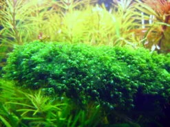 Fissidens Fontanus / Phoenix Moss Gitter - Moos Pad