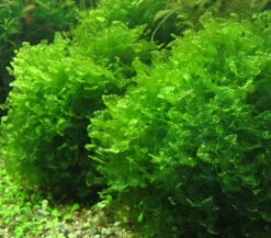 DENNERLE Süßwassertang / Lomariopsis Lineata