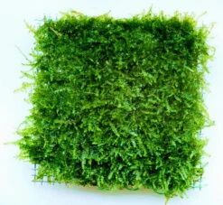 Dennerle Triangelmoos / Cratonneuron Filicinum Auf Gitter - Pad