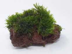 Kleiner Lavastein Mit Mini Korallenmoos / Riccardia Chamedryfolia