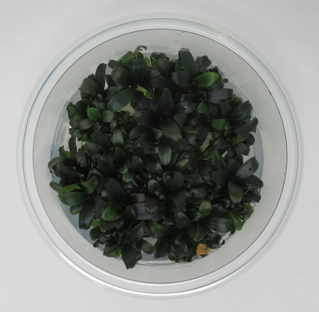 XL In-Vitro Bucephalandra Serimbu Braun - TOP-Rarität
