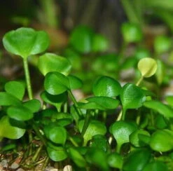 In-Vitro Zwergkleeblatt / Marsilea Hirsuta