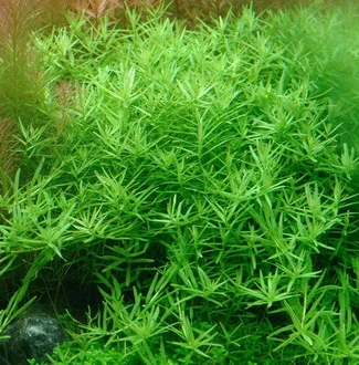 XL In-Vitro Grüne Rotala / Rotala Rotundifolia 'green'
